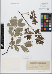 Foto von Salix glabra Scop.